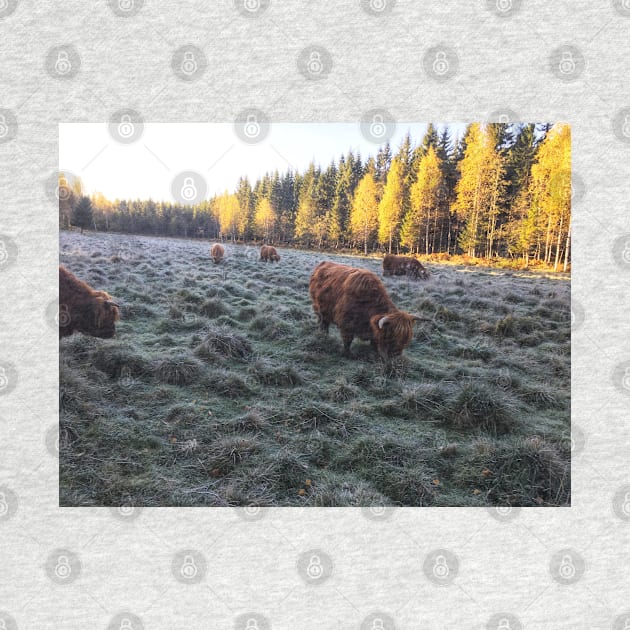 Scottish Highland Cattle Cows 1829 by SaarelaHighland